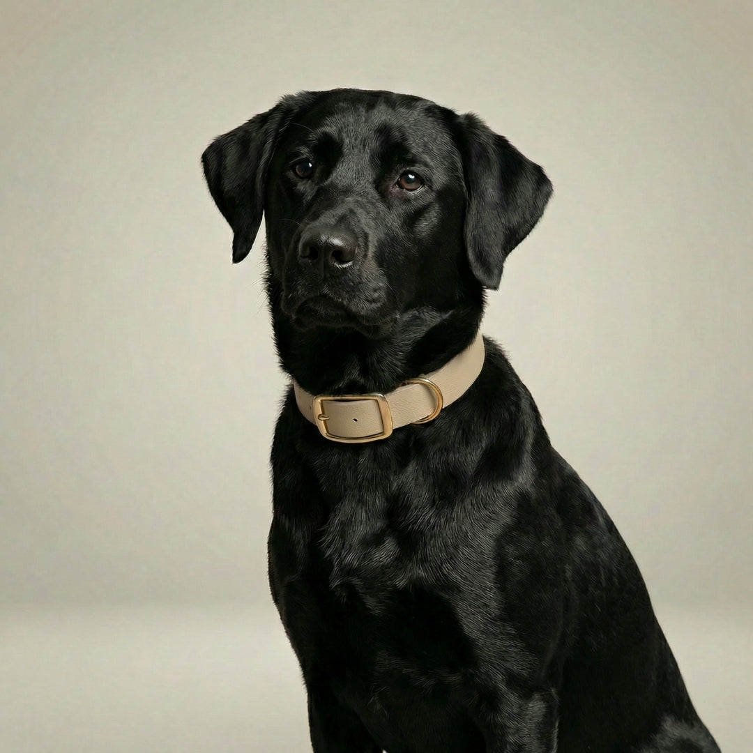Waterproof Collars