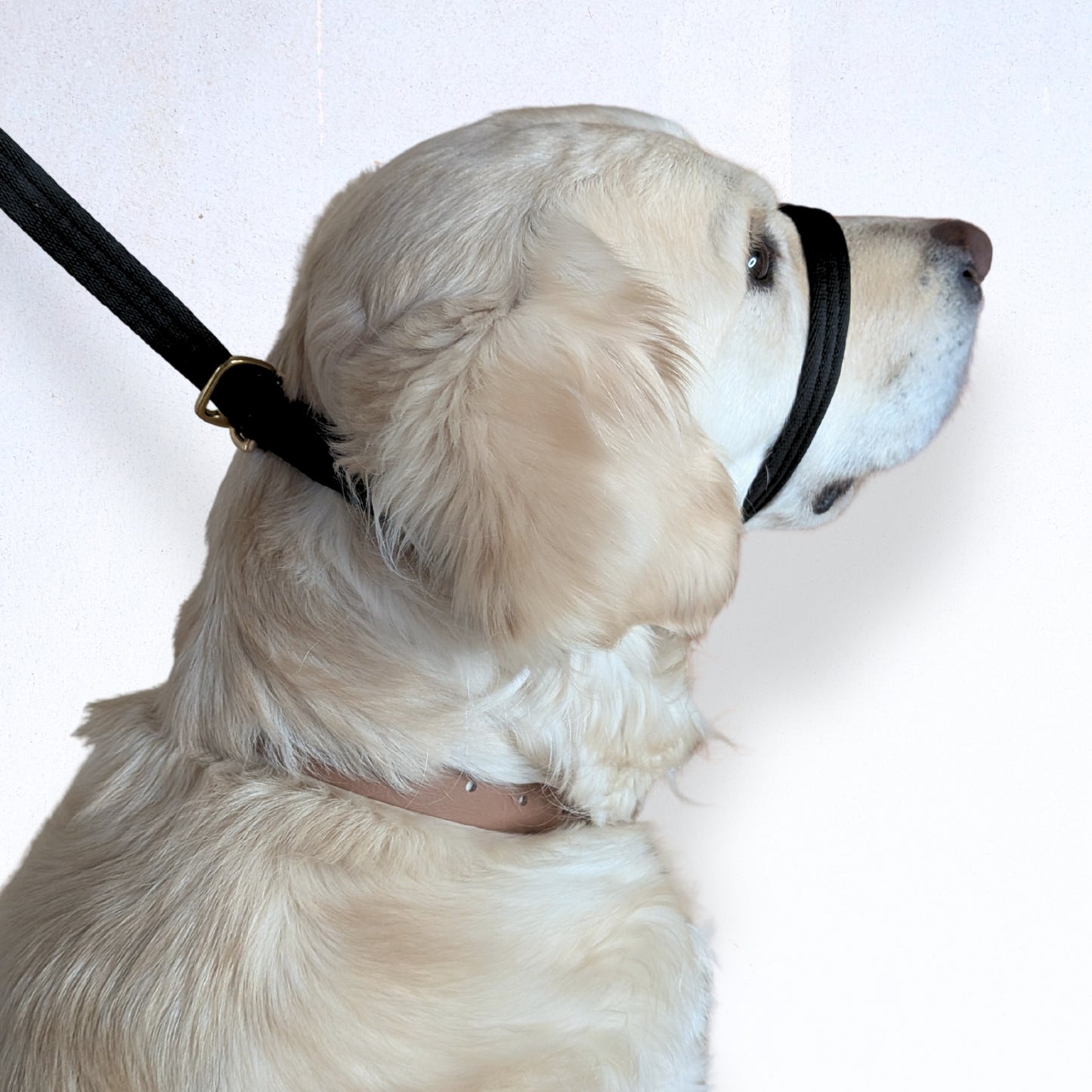 Created for dogs who pull, lunge, or struggle with excitement