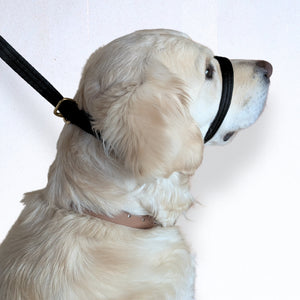 Created for dogs who pull, lunge, or struggle with excitement