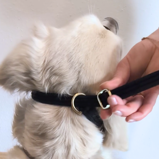 Created for dogs who pull, lunge, or struggle with excitement — and for thoughtful owners who want walks to feel calm, safe, and manageable.