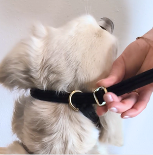 Created for dogs who pull, lunge, or struggle with excitement — and for thoughtful owners who want walks to feel calm, safe, and manageable.